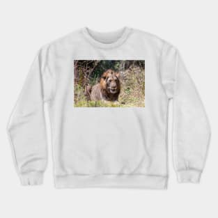 Smiling Lion Big Cat Showing His Teeth Crewneck Sweatshirt